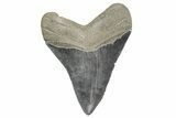 Serrated, Fossil Megalodon Tooth - South Carolina #365764-1